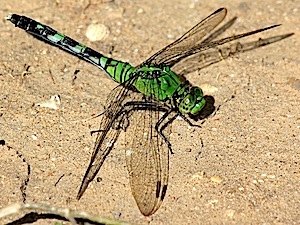 Eastern Pondhawk - Erythemis simplicicollis